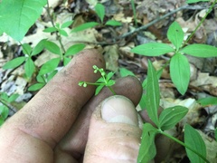 Galium lanceolatum