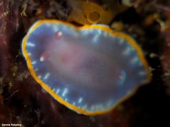 Felimida purpurea