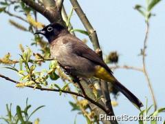 Pycnonotus xanthopygos