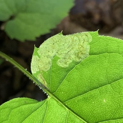 Liriomyza limopsis