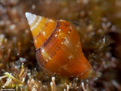 Columbella adansoni