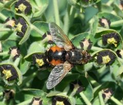 Eudoromyia