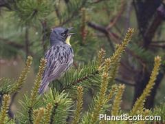 Setophaga kirtlandii