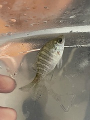 Lepomis microlophus