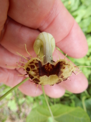 Aristolochia fimbriata