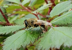 Eristalis tenax