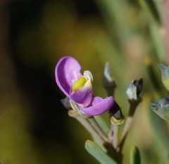 Comesperma retusum