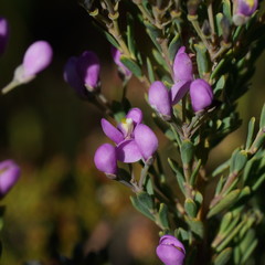 Comesperma retusum