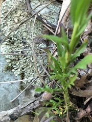 Borodinia missouriensis