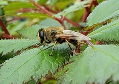 Eristalis tenax