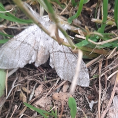 Calliteara pudibunda