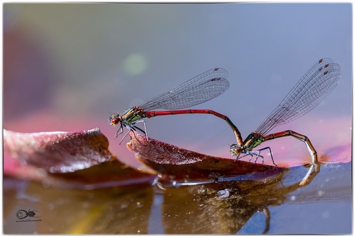 Large Red Damselfly, photo 7 of 10