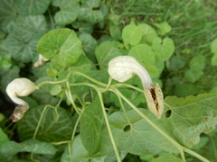 Aristolochia fimbriata