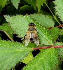 Eristalis tenax