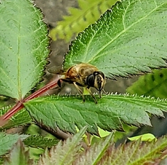 Eristalis tenax