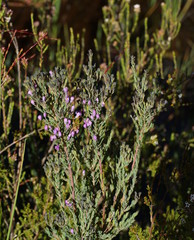 Comesperma retusum