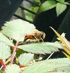 Eristalis tenax