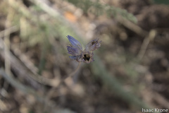 Dichelostemma congestum