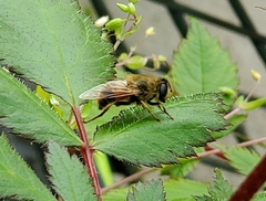 Eristalis tenax