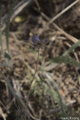 Dichelostemma congestum