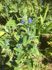 Pentaglottis sempervirens
