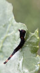 Cerura