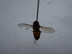 Epistrophe melanostoma