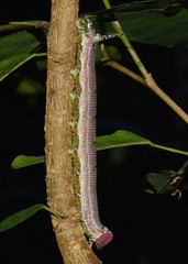 Pseudandriasa mutata