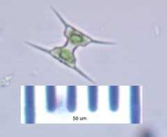 Staurodesmus extensus