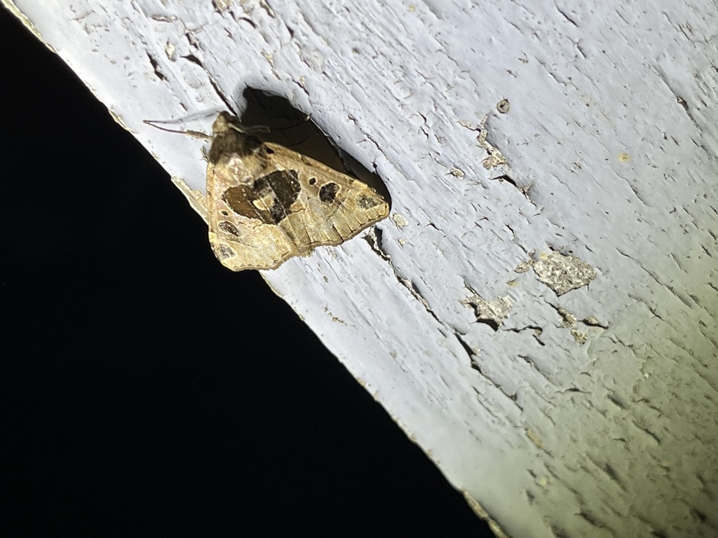 Marcipalina pustulata