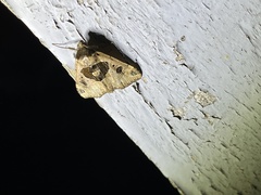 Marcipalina pustulata