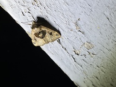 Marcipalina pustulata