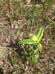 Gentiana rubricaulis