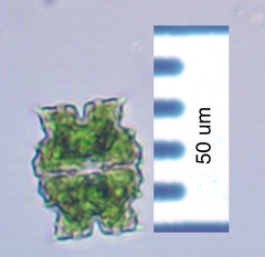 Euastrum denticulatum