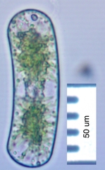 Mesotaenium degreyi