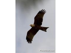 Milvus migrans