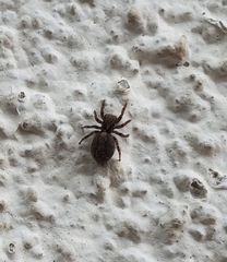 Pseudeuophrys lanigera