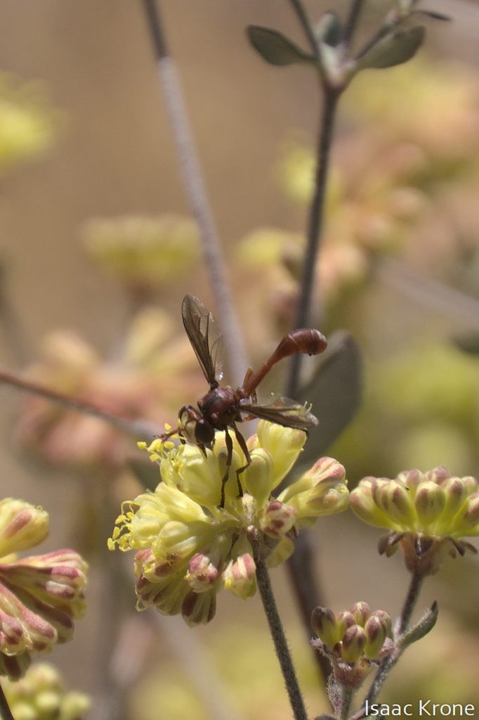 Physocephala burgessi