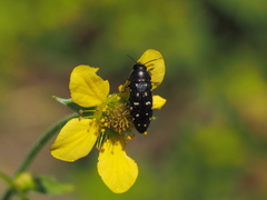 Acmaeodera degener