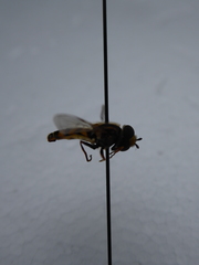 Epistrophe melanostoma