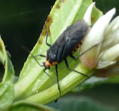 Prepops circummaculatus