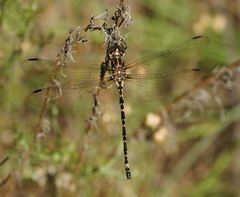 Eusynthemis virgula