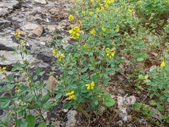 Melilotus neapolitanus