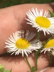 Erigeron strigosus strigosus