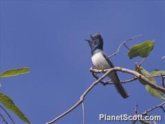 Leaden Flycatcher photo 5