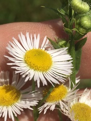 Erigeron strigosus strigosus