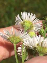 Erigeron strigosus strigosus