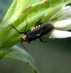 Prepops circummaculatus