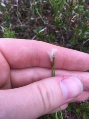 Trichophorum alpinum