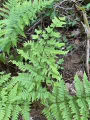Dryopteris × triploidea